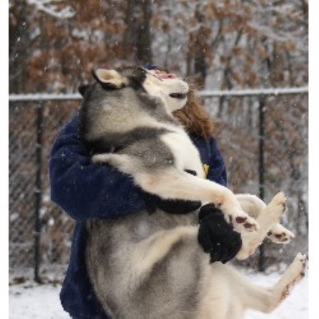 Siberian Husky Breeder 18373