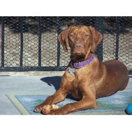 Dallas Vizslas Vizsla Breeder In Lancaster Texas