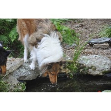 Ashaway Collies Collie Breeder In Ashaway Rhode Island