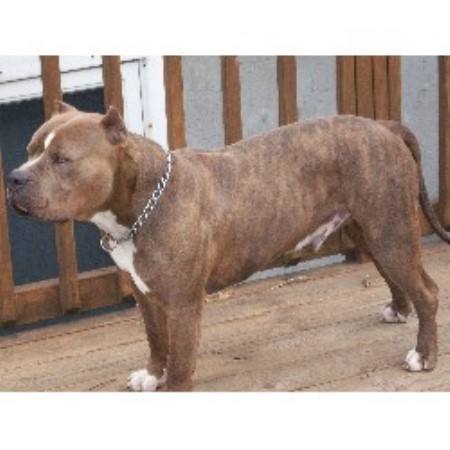 pitbull breeder terrier pit bull american breeders kennels york dog