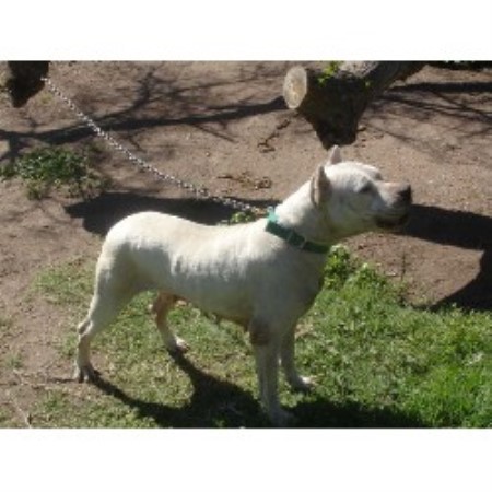Pride Of Argentina Dogo Argentino Breeder In Steinbach