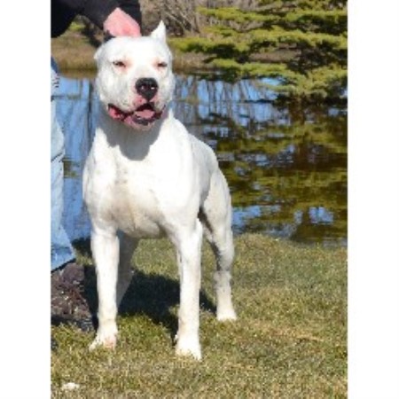 Dogo Argentino Breeders in the USA and Canada ...