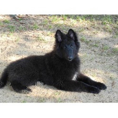 Mawrmyth Belgians Groenendael Breeder In Houston Texas Groenendael Breeder In Houston Texas
