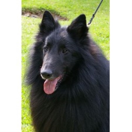Mawrmyth Belgians Groenendael Breeder In Houston Texas Groenendael Breeder In Houston Texas