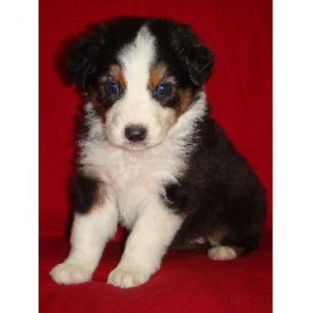 australian shepherd in california rutledge aussies australian shepherd dog breeder in hemet california australian shepherd in california rutledge aussies australian shepherd dog breeder in hemet california