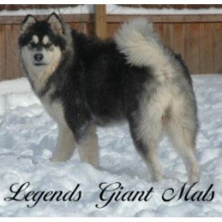 Legends Giant Mals, Alaskan Malamute Breeder in Rochester ...