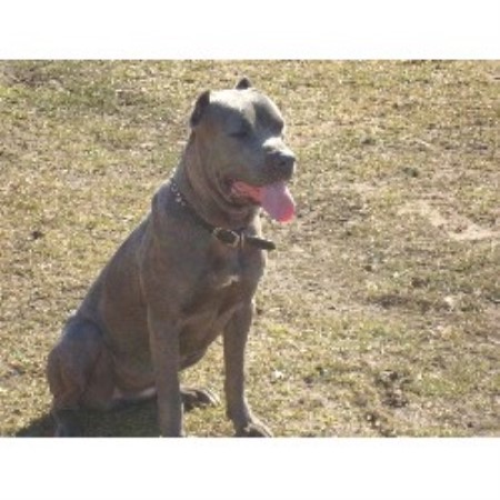 Imperial Guard Cane Corso Breeder In Uniondale New York