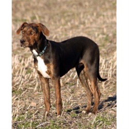 Louisiana Catahoula Leopard Dog Breeders Canada Louisiana Catahoula Leopard Dog Breeders Canada