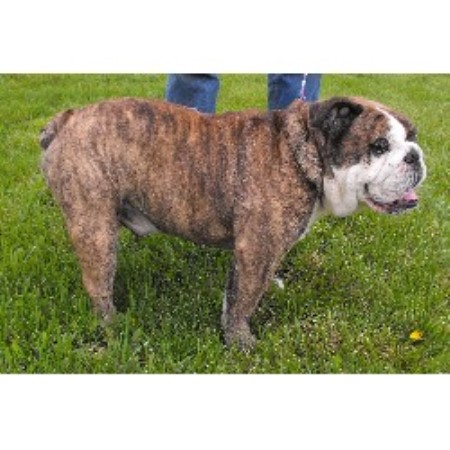 Crawford Bulldogs, English Bulldog Breeder in Findlay, Ohio