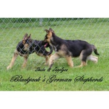 Blackjack's German Shepherds