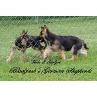 Blackjack's German Shepherds German Shepherd Dog breeder