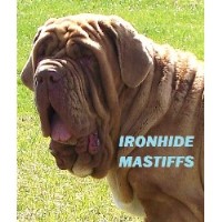 yorkie poo puppies for sale in evansville indiana search locally for neapolitan mastiff breeders nearest you freedoglistings page 2 yorkie poo puppies for sale in evansville indiana search locally for neapolitan mastiff breeders nearest you freedoglistings page 2
