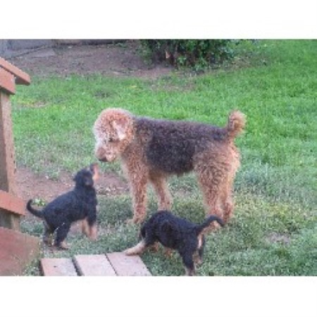Airedale Terrier Stud 18684