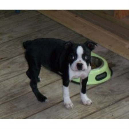 55 Top Photos Boston Terrier Puppies North Texas - Boston Terrier Puppies For Sale | Katy, TX #224134