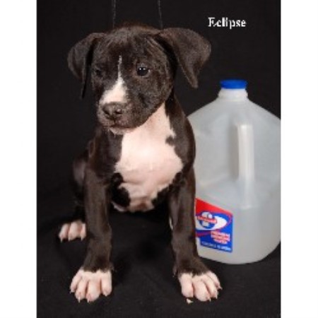 american pitbull terrier puppies louisiana beastmode kennels american pit bull terrier breeder in shreveport american pitbull terrier puppies louisiana beastmode kennels american pit bull terrier breeder in shreveport