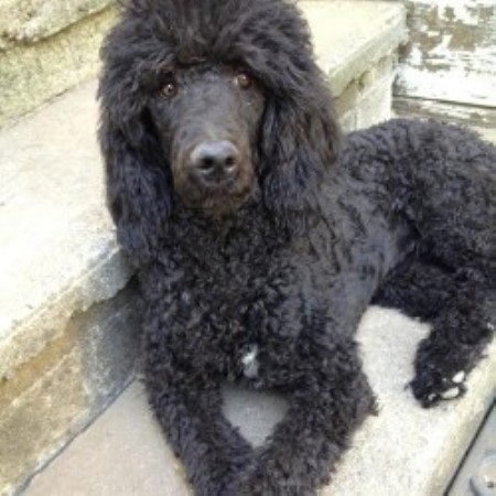 Standard Poodle Puppies Salt Lake City Standard Poodle Puppies Salt Lake City