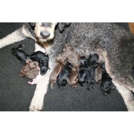 Dog Kennel For Sale Salt Lake City Dog Kennel For Sale Salt Lake City