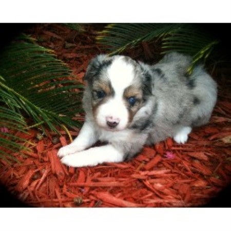 Kentucky Dog Rescue Australian Shepherd Kentucky Dog Rescue Australian Shepherd