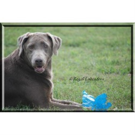 silver lab puppies washington regal labradors llc labrador retriever breeder in marysville ohio silver lab puppies washington regal labradors llc labrador retriever breeder in marysville ohio