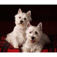 Highland Springs Breeders West Highland White Terrier breeder