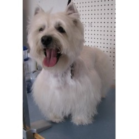 West Highland White Terrier Breeder 18798