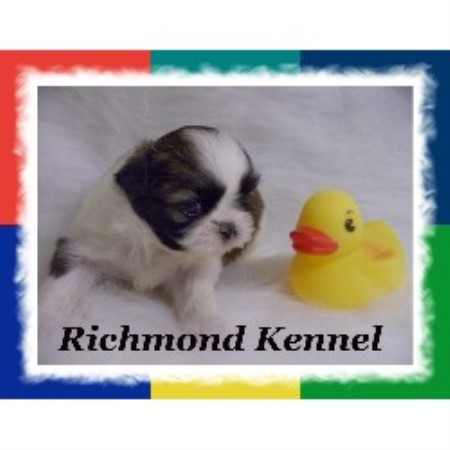richmond kennel shih tzu american bulldog breeders in ohio freedoglistings breeds picture richmond kennel shih tzu american bulldog breeders in ohio freedoglistings breeds picture