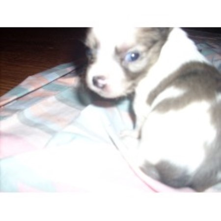 Dream Pups Kennel Chihuahua Breeder In Naples Florida