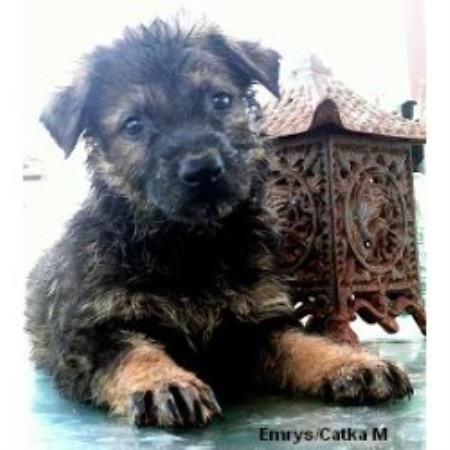 Dragon German Shepherds, German Shepherd Dog Breeder in ...