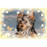 Yorkshire Terrier Breeders in Tennessee