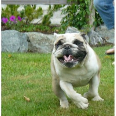 Rustic Retreat Kennels English Bulldog Breeder In Yarrow British