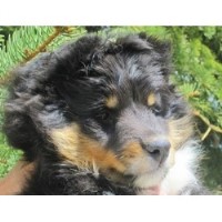 Glamar Shetland Sheepdogs Shetland Sheepdog breeder