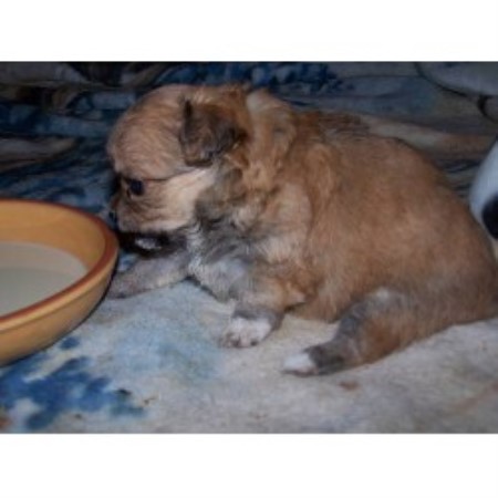 chihuahua puppies breeder alabama baldwin puppy