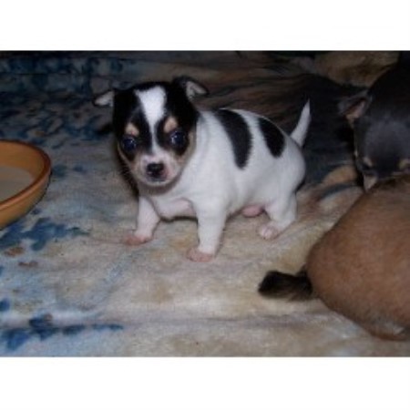 puppies chihuahua breeder alabama baldwin