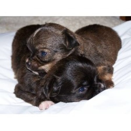 chihuahua breeder baldwin puppies alabama