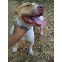 Realpitsnobull.Com American Pit Bull Terrier breeder