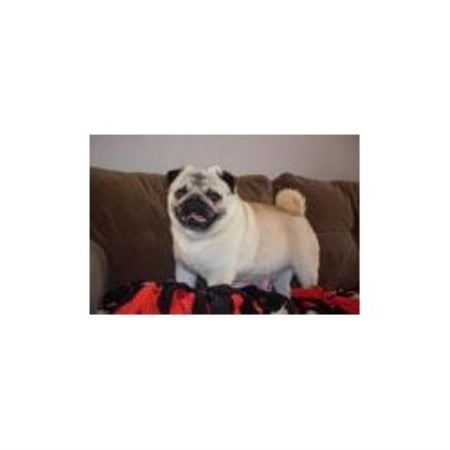 pug height veto height s ohio akc pug s pug breeder in belpre ohio pug height veto height s ohio akc pug s pug breeder in belpre ohio