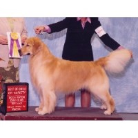 Belquest Golden Retrievers Golden Retriever breeder
