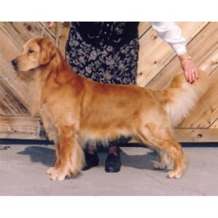 Golden Retriever Breeder 18982