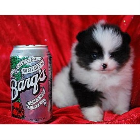california pomeranian breeders candicoloredpoms pomeranian breeder in hesperia california california pomeranian breeders candicoloredpoms pomeranian breeder in hesperia california