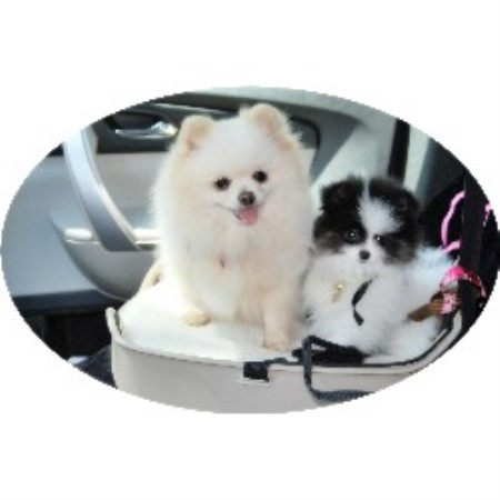 california pomeranian breeder candicoloredpoms pomeranian breeder in hesperia california california pomeranian breeder candicoloredpoms pomeranian breeder in hesperia california