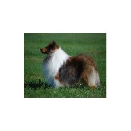 Shetland Sheepdog Breeder 19061