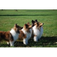 Bellarose Kennel Shetland Sheepdog breeder