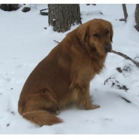 ivy west farm golden retrievers