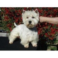 Festa Farms West Highland White Terrier breeder