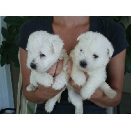 West Highland White Terrier Breeder 19120