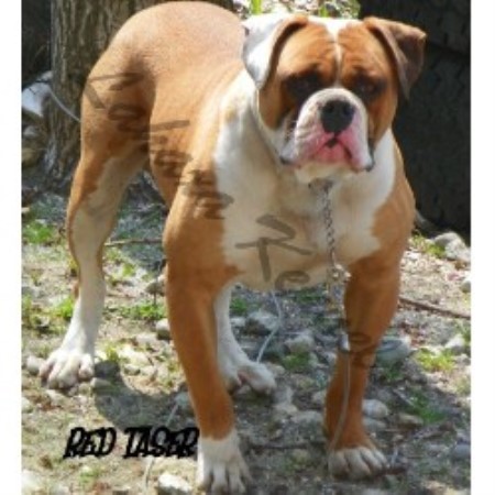 bulldog american maine breeder puppies kennels