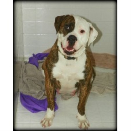 Lahaxa Kennels, American Bulldog Breeder in New Gloucester ...