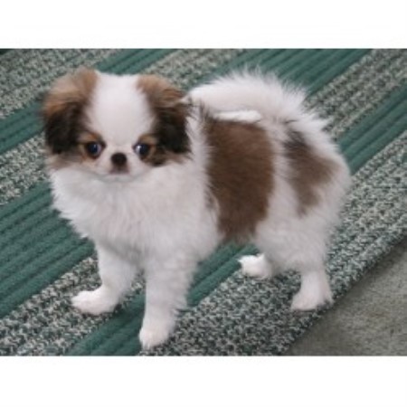 Ko Kuma Japanese Chin, Japanese Chin Breeder in Moscow ...