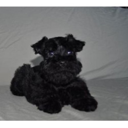 Little Friends Schnauzers