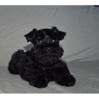 Little Friends Schnauzers Miniature Schnauzer breeder